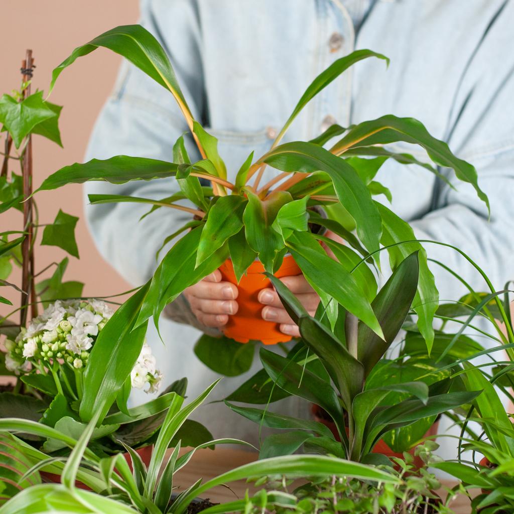 Green Misfitbox: Zimmerpflanzen 12er Set - inkl. 12 x Topf Lissabon schwarz