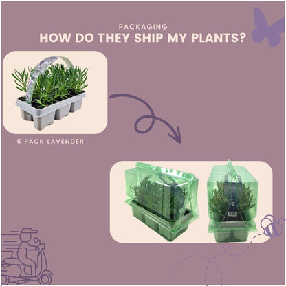 2 x 6 pack Lavendel angustifolia white - 12 x Ø7 cm - ↕15 cm