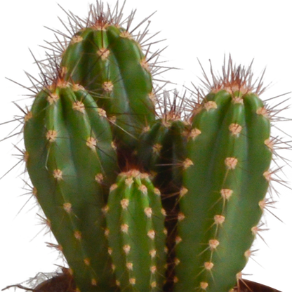 Cereus-Mischung 10,5 cm - 3x - zonder pot