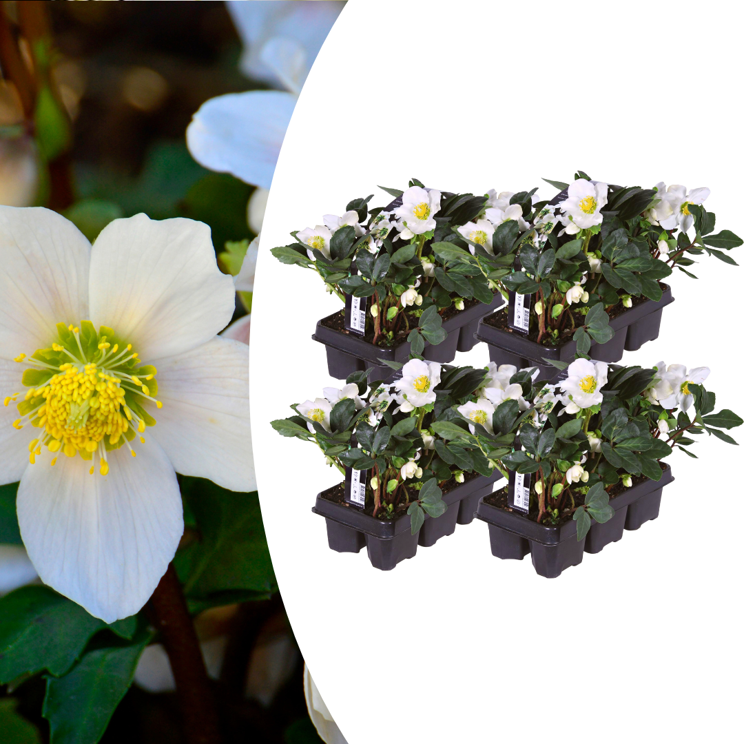 Helleborus niger ‘Christmas Carol’ – 24 Christrosen im Set (4 x Sixpack)