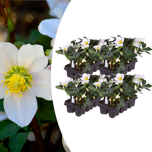 Helleborus niger ‘Christmas Carol’ – 24 Christrosen im Set (4 x Sixpack)