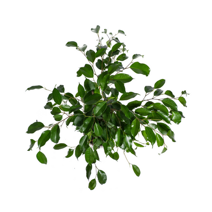 Ficus Benjamina Exotica Ø17cm - ↕60 - 80cm
