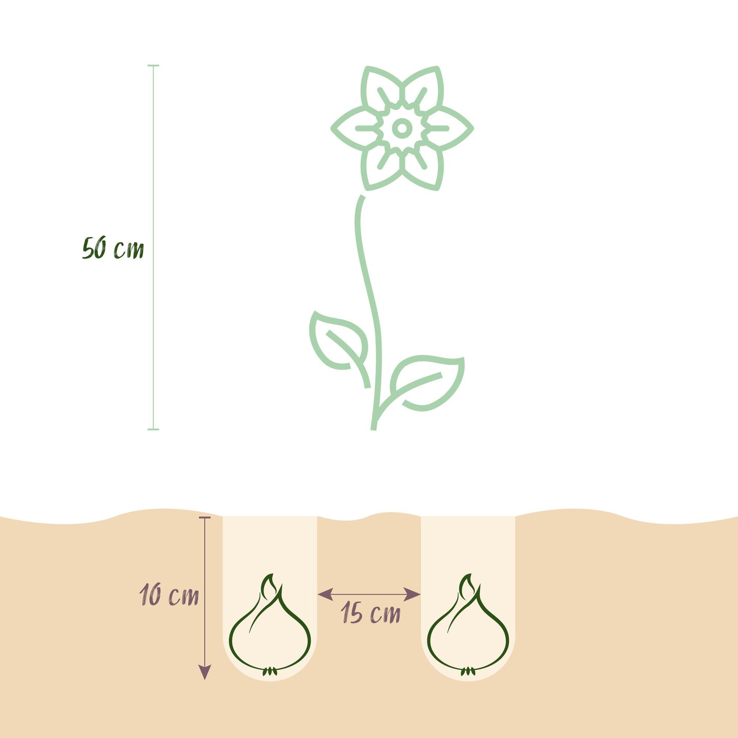 GreenboutiQ - Blumenzwiebeln - Tulpe Pink und Red - Bulbs Hardy Perennial - Farbe Rosa und Rot - 40 Stück - Zwiebelgröße 10/12