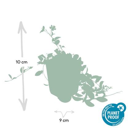 48x Vinca minor 'La Grave' - ↕10-25cm - Ø9cm