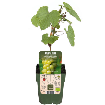 Vitis vinifera 'Johanniter' - Ø13cm - ↕45cm