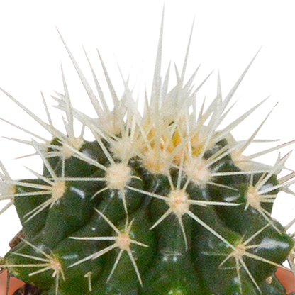 Cactus en vetplanten Mischung 5,5 cm | 15 stück - zonder pot