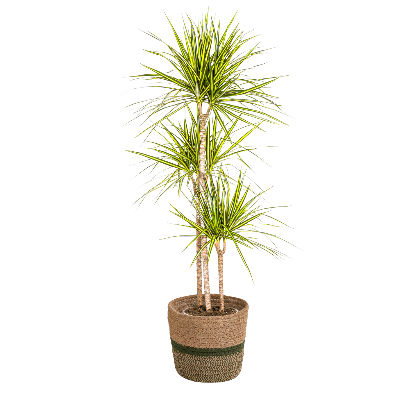 Dracaena Marginata Sunray mit Korb Ø24cm - ↕130 - 150cm