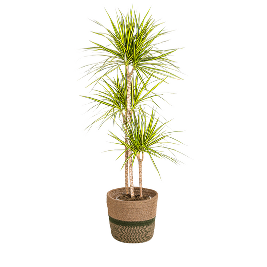 Dracaena Marginata Sunray mit Korb Ø24cm - ↕130 - 150cm