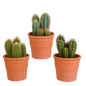 Cereus-Mischung 10,5 cm - 3x - in terracotta pot