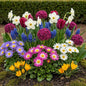GreenboutiQ - Blumenzwiebeln - Blumengarten-Mix - Bulbs Hardy Perennial - Verschiedene Arten und Farben - 125 Stück - Geschenkverpackung