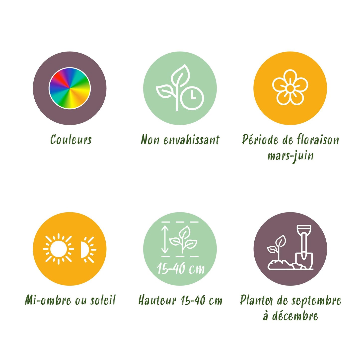 GreenboutiQ - Blumenzwiebeln - Zwiebeln aus Holland - Bulbs Hardy Perennial - Verschiedene Farben - 125 Stück - Geschenkverpackung