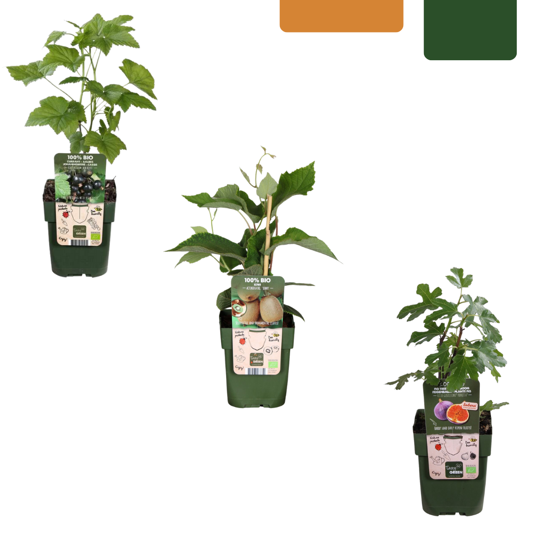 „Süße Ernte Trio“ BIO Obstpflanzen-Mix – Set mit 3 verschiedenen Sorten