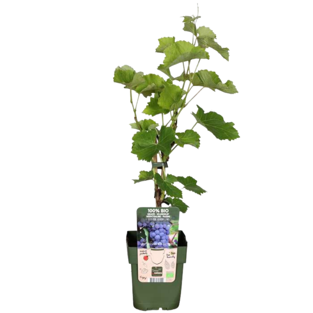 6 x Bio-Weinreben – Ø 13 cm – ↨ 20 cm