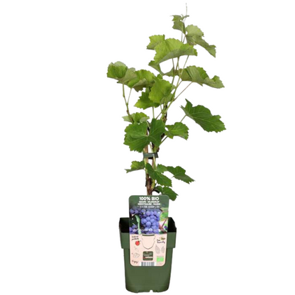6 x Bio-Weinreben – Ø 13 cm – ↨ 20 cm