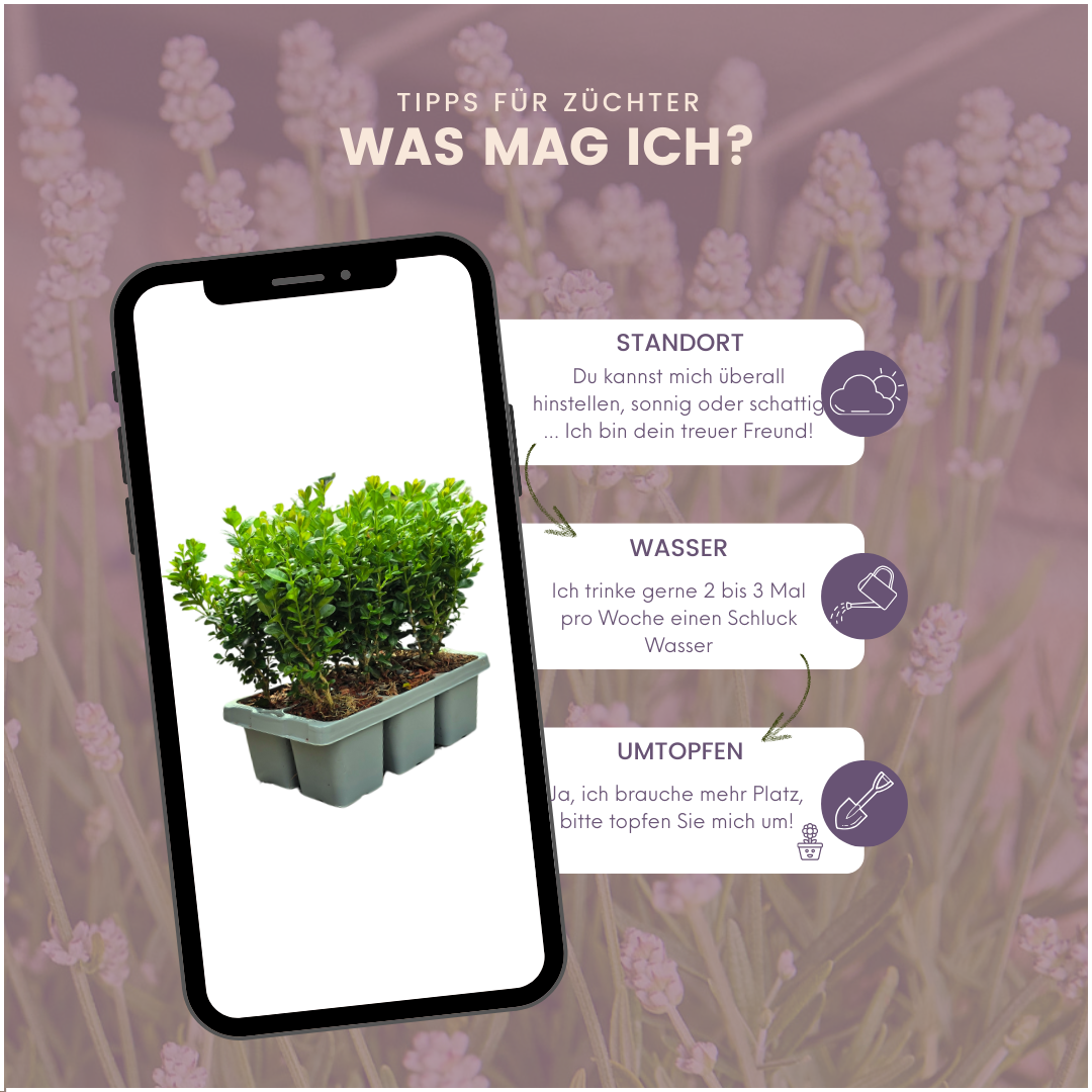 8 x 6er-Pack Buxus NewGen Freedom – Winterharte Immergrüne Sträucher 48 x Ø7 cm - ↕15 cm | Kompakter Buchsbaum