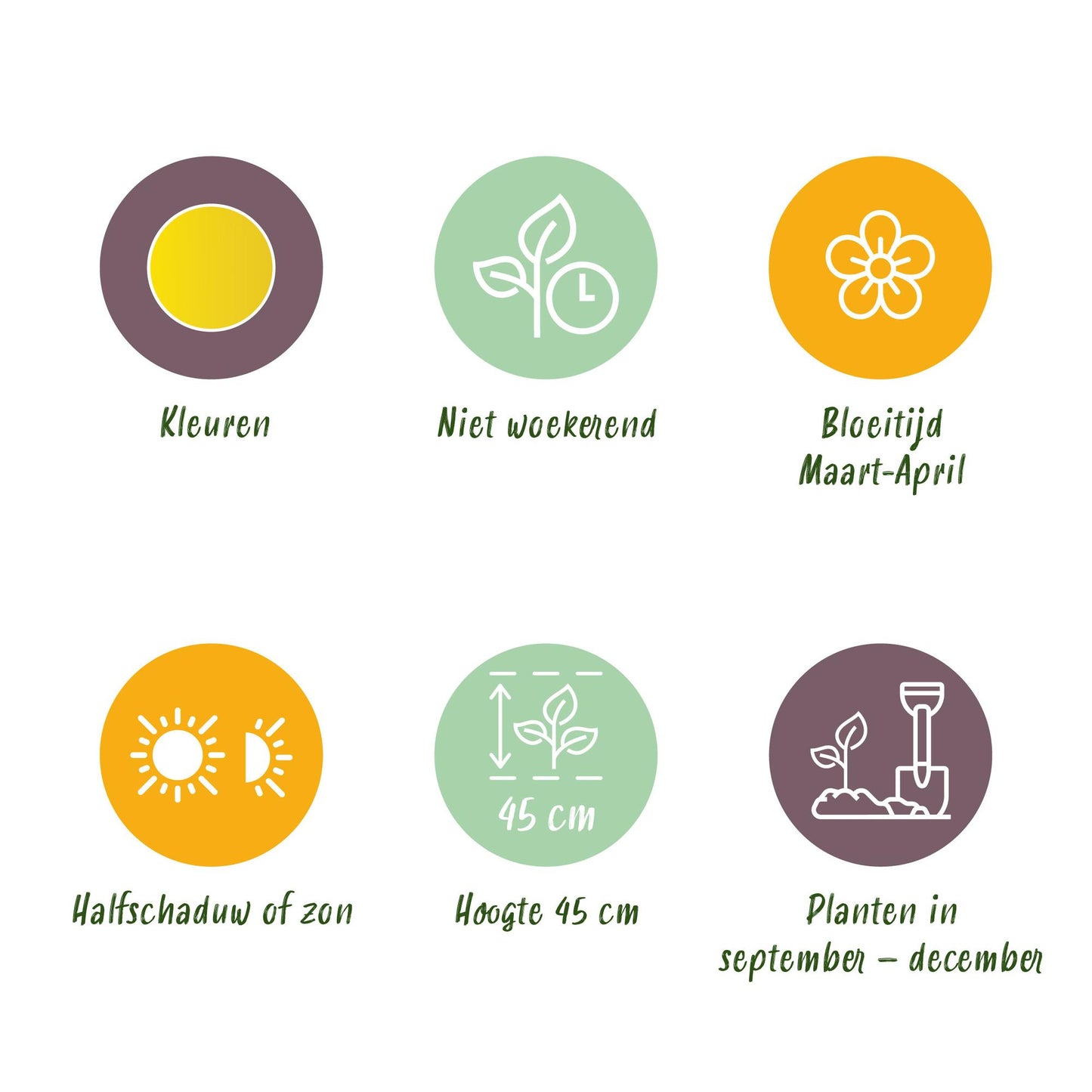 GreenboutiQ - Blumenzwiebeln - Narcis Yellow - Bulbs Hardy Perennial - Farbe Gelb - 40 Stück - Zwiebelgröße 10/12