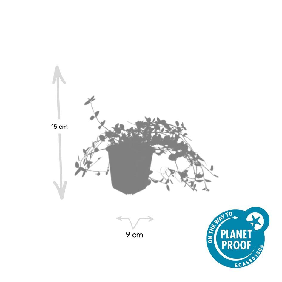 48x Vinca minor 'Gertrude Jekyll' - ↕10-25cm - Ø9cm