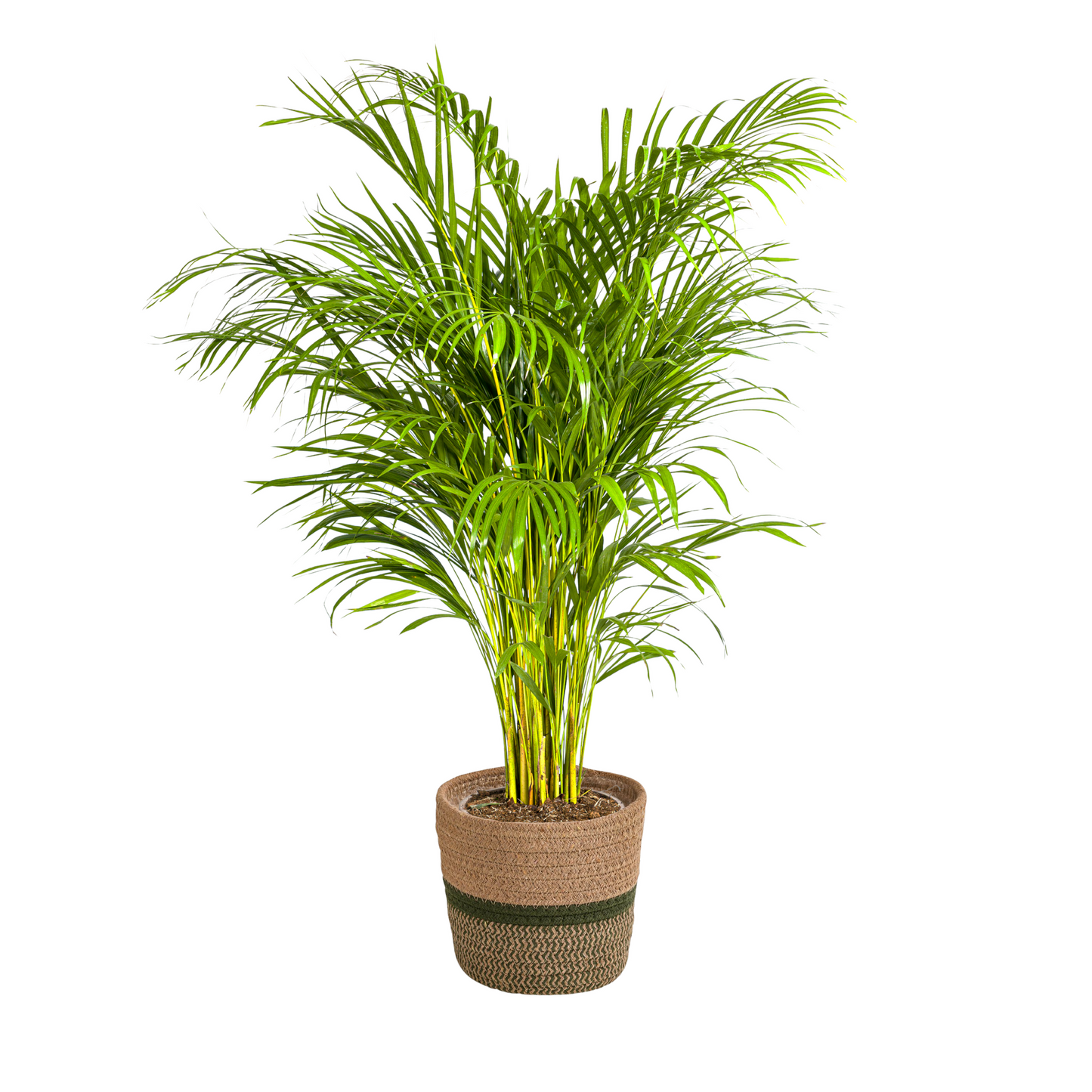 Dypsis Areca Lutescens mit Korb Ø24cm - ↕120 - 140cm