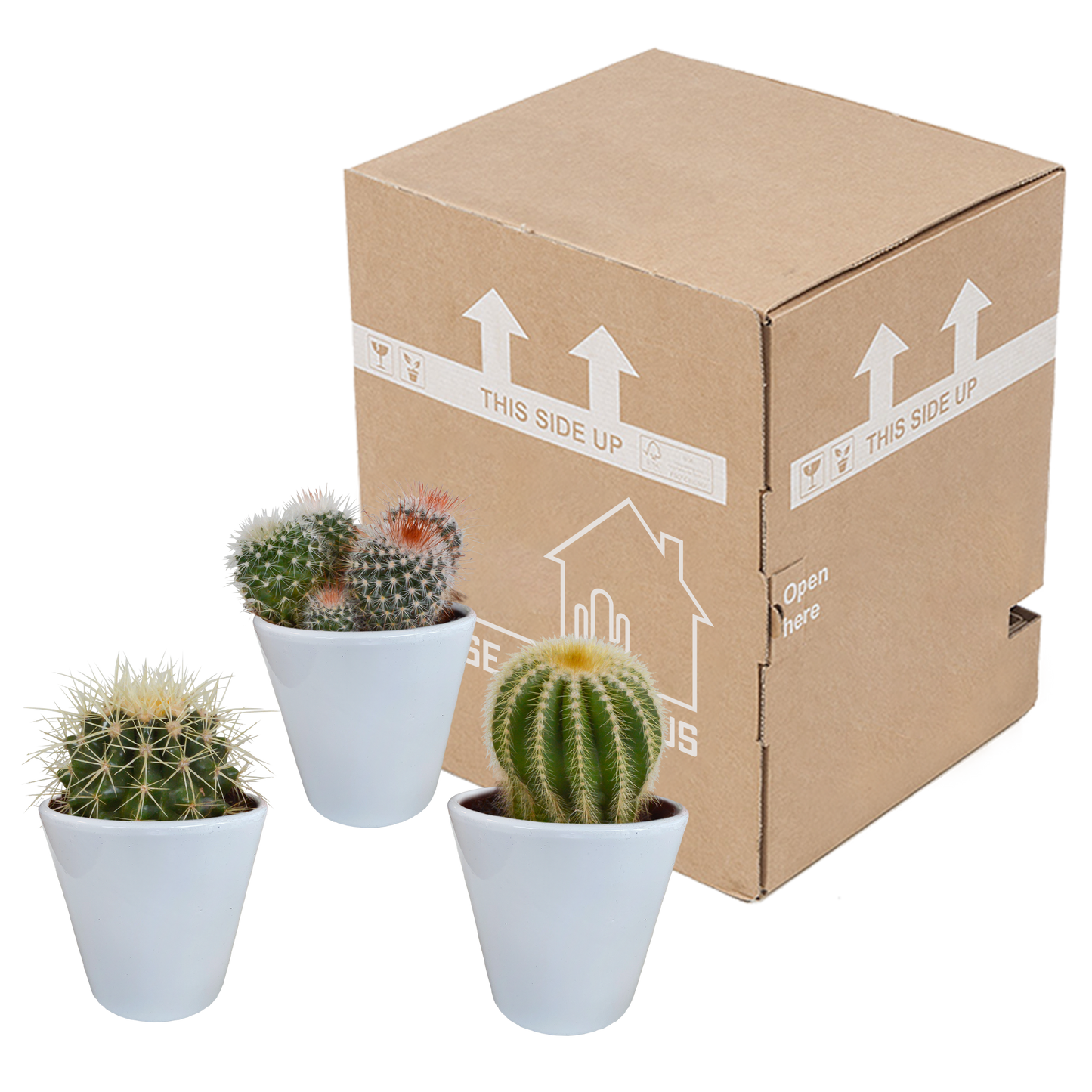 Bolcactus-Mischung 8,5 cm - in witte pot
