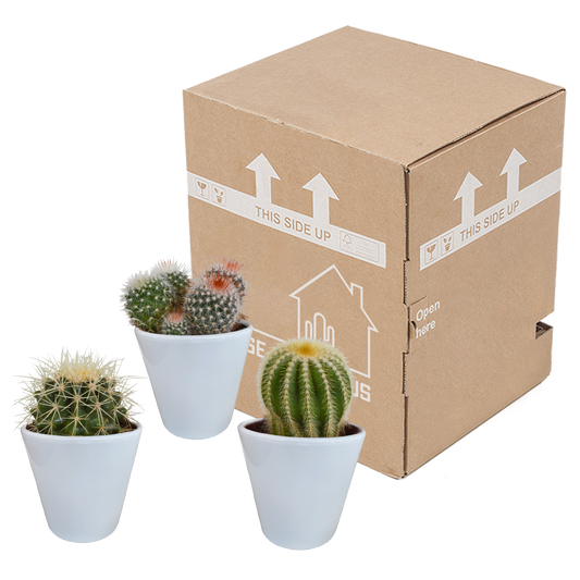 Bolcactus-Mischung 8,5 cm - in witte pot