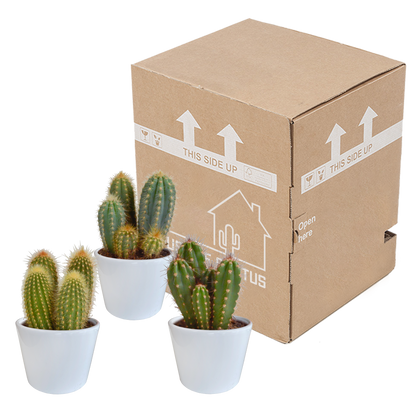 Cereus-Mischung 10,5 cm - 3x - in witte pot