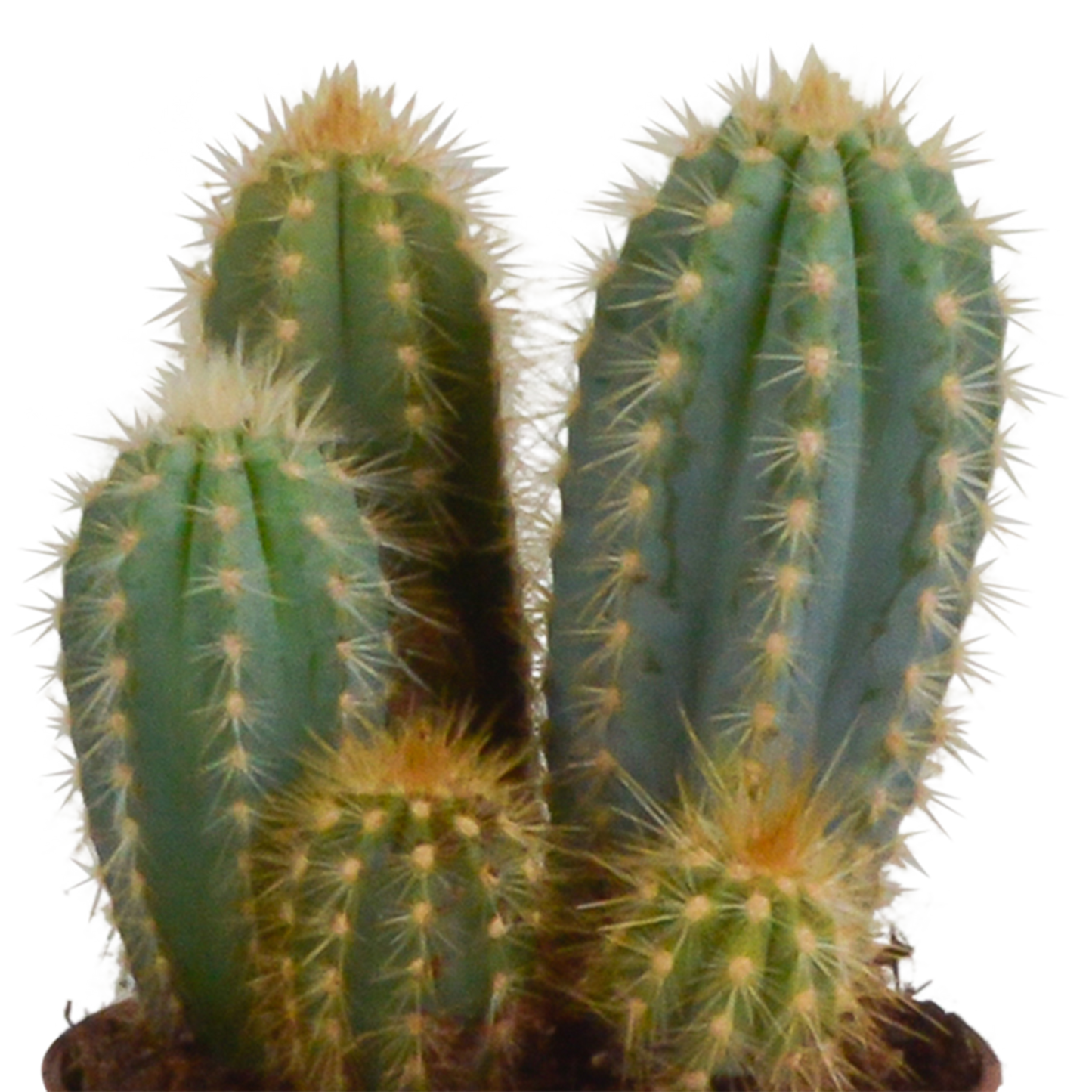 Cereus-Mischung 10,5 cm - 3x - in terracotta pot