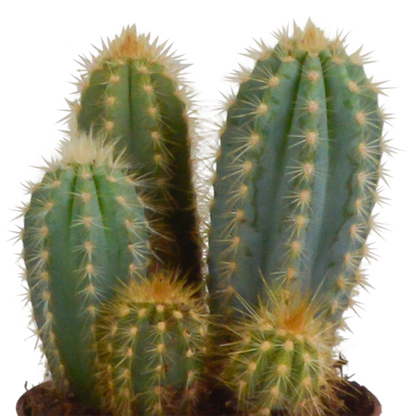 Cereus-Mischung 10,5 cm - 3x - in terracotta pot