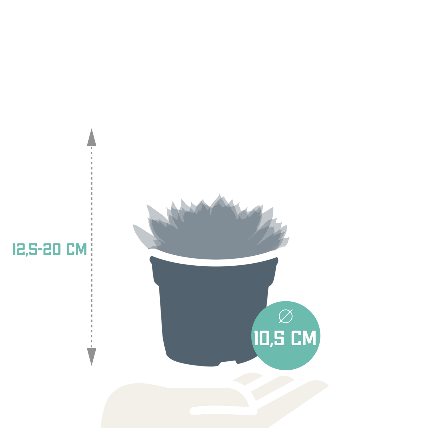 Echeveria-Mix 10,5 cm - 3x - zonder pot