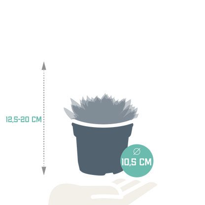 Echeveria-Mix 10,5 cm - 3x - zonder pot