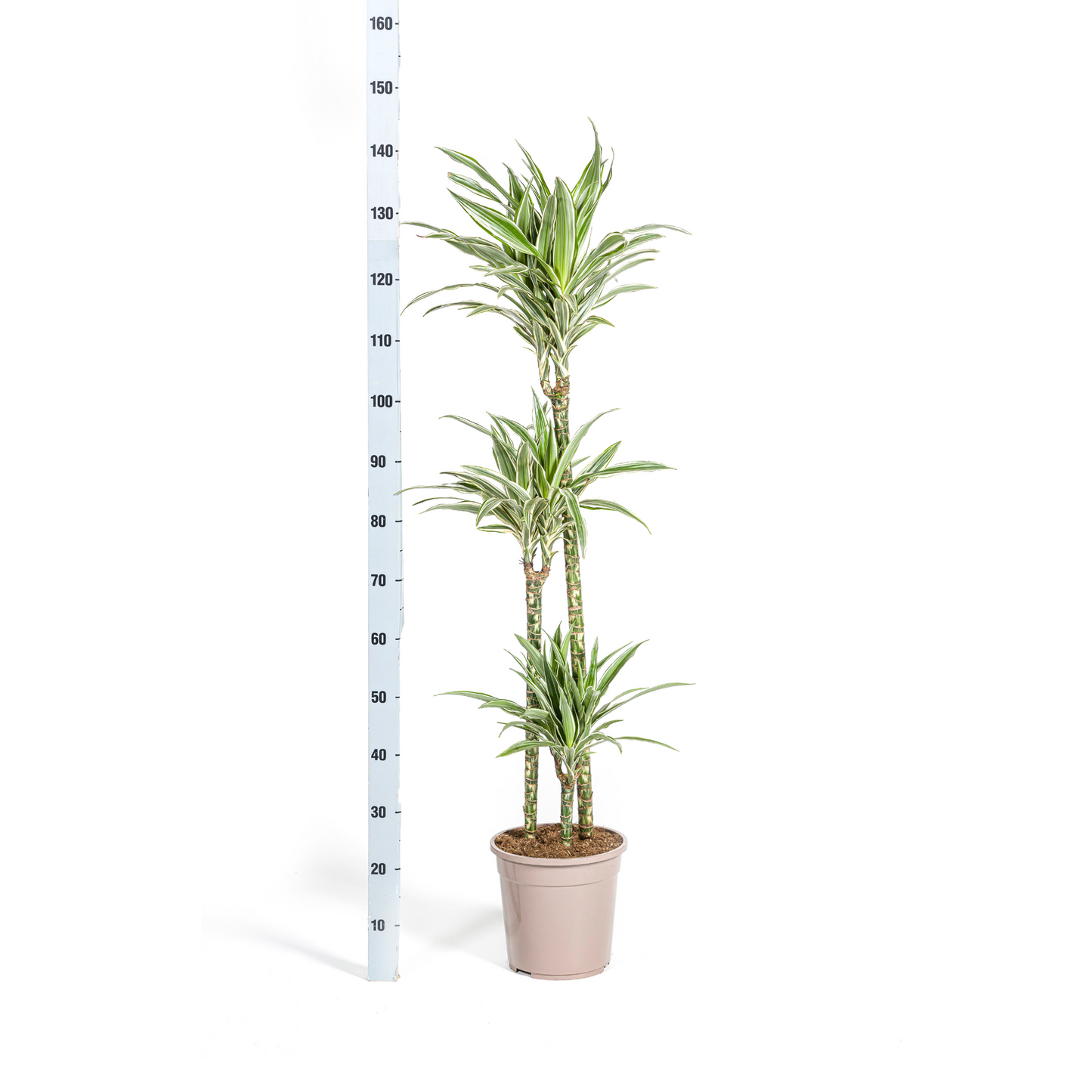 Dracaena Deremensis White Stripe mit Korb Ø24cm - ↕130 - 150cm