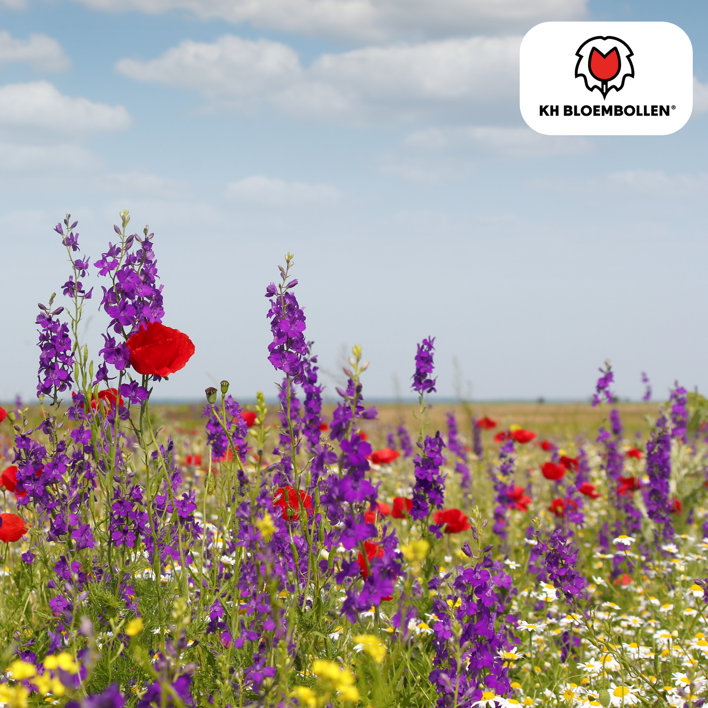 Wilde Bloemenzaad Mengsel – 100 gram | Goed voor Bijen, Vlinders & Biodiversiteit | ± 30–50 m²