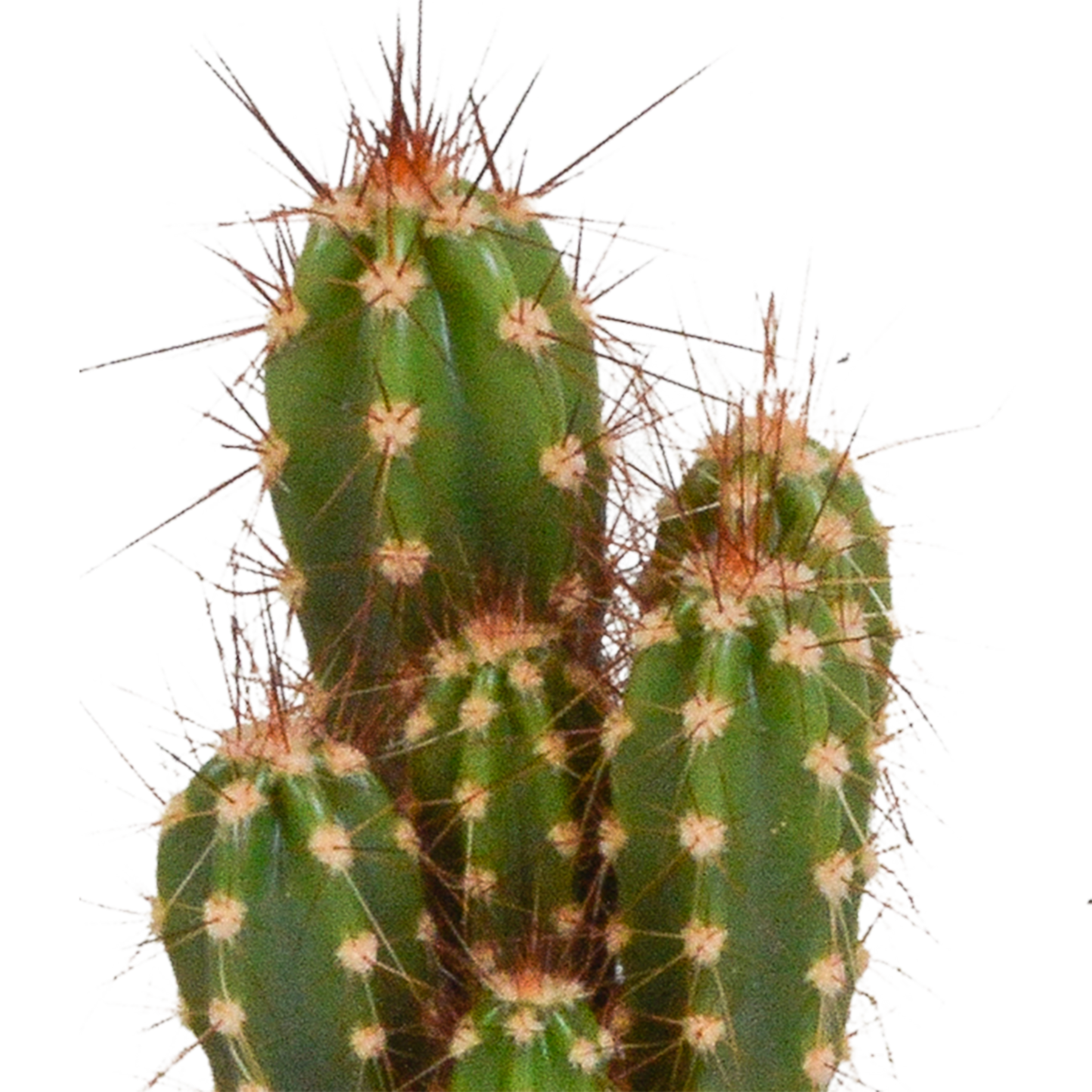 Kakteenmischung 5,5 cm - 10x - zonder pot