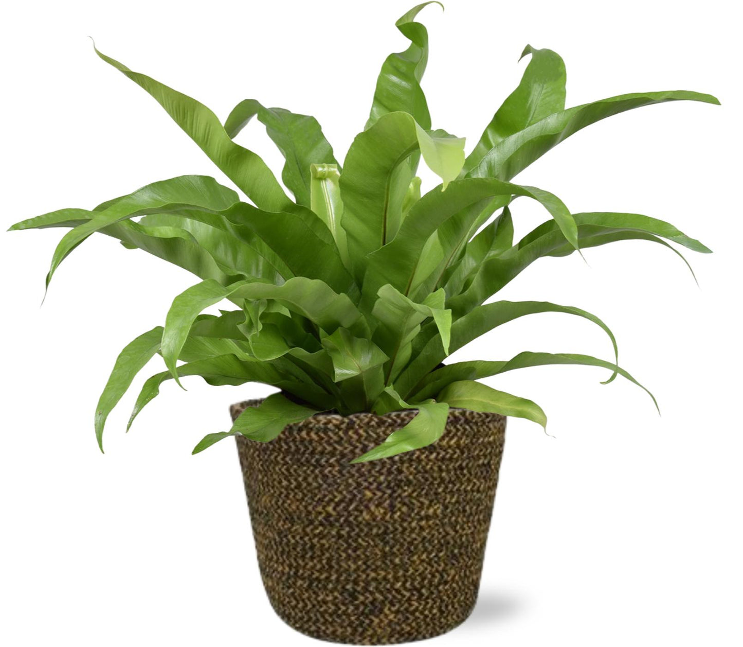 Asplenium Antiquum - Ø17cm - ↕45cm + Selin Pot D18x16cm - Schwarz