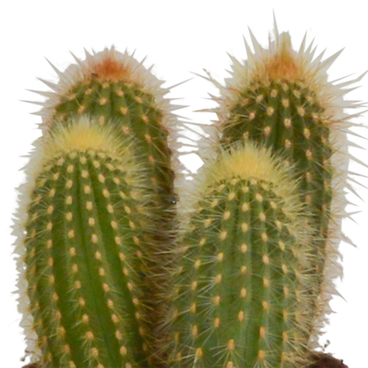 Cereus-Mischung 10,5 cm - 3x - zonder pot