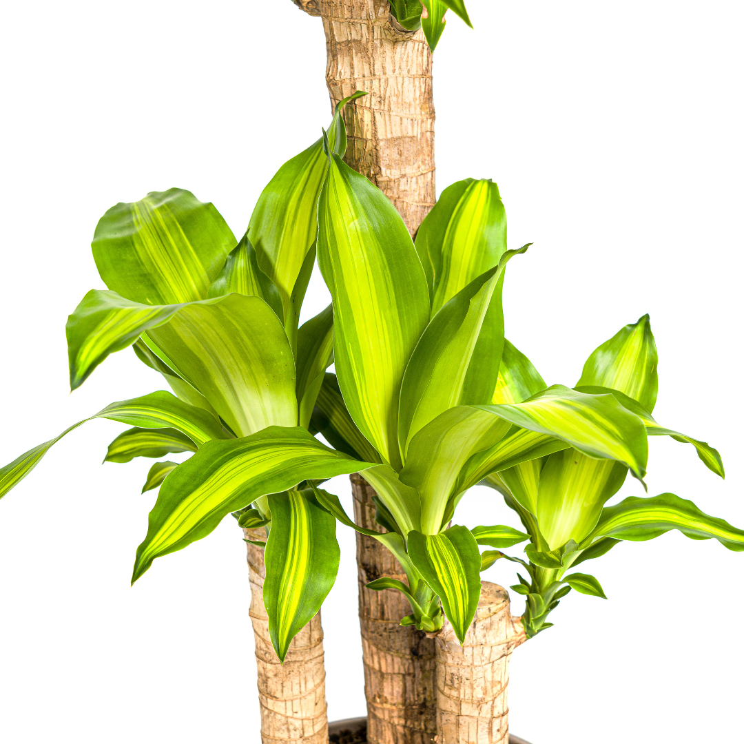 Dracaena Fragrans Massangeana met mand Ø21cm - ↕90 - 110cm