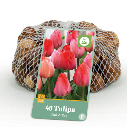 GreenboutiQ - Blumenzwiebeln - Tulpe Pink und Red - Bulbs Hardy Perennial - Farbe Rosa und Rot - 40 Stück - Zwiebelgröße 10/12