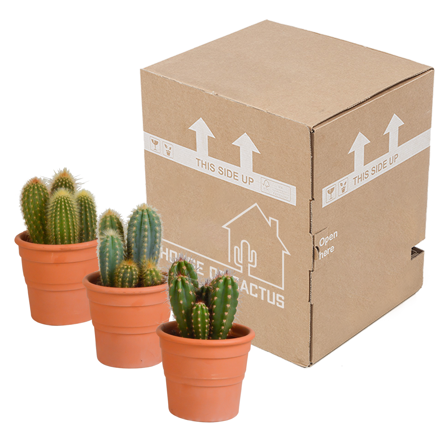 Cereus-Mischung 10,5 cm - 3x - in terracotta pot