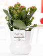 Kalanchoe Red In P&PURE Plant Vase Maximawhite - Ø12cm - ↕27cm