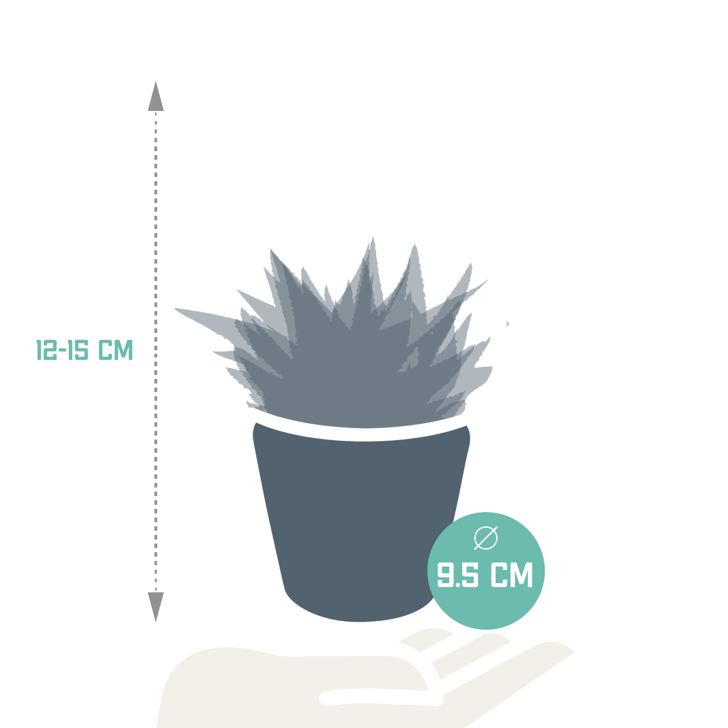 Gasteria/Haworthia-Mischung 8,5cm - 3x - in terracotta pot