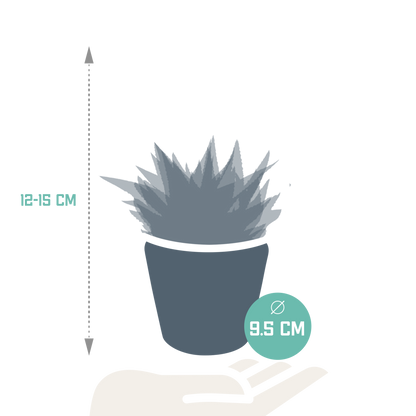 Gasteria/Haworthia-Mischung 8,5cm - 3x - in terracotta pot