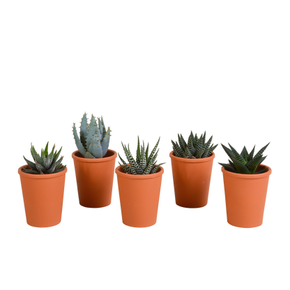 Gasteria/Haworthia-Mischung 5,5cm - 5x - in terracotta pot