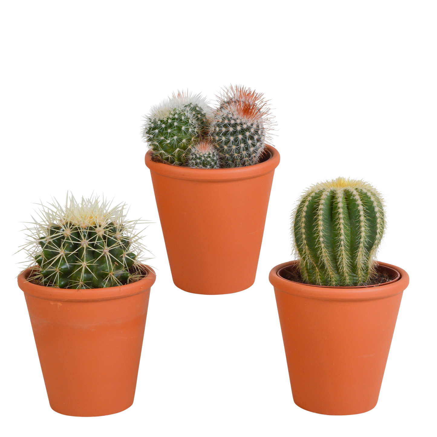 Bolcactus-Mischung 8,5 cm - in terracotta pot