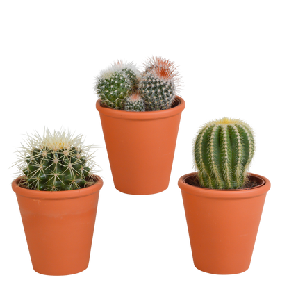 Bolcactus-Mischung 8,5 cm - in terracotta pot