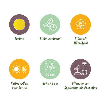 GreenboutiQ - Blumenzwiebeln - Narcis Yellow - Bulbs Hardy Perennial - Farbe Gelb - 40 Stück - Zwiebelgröße 10/12