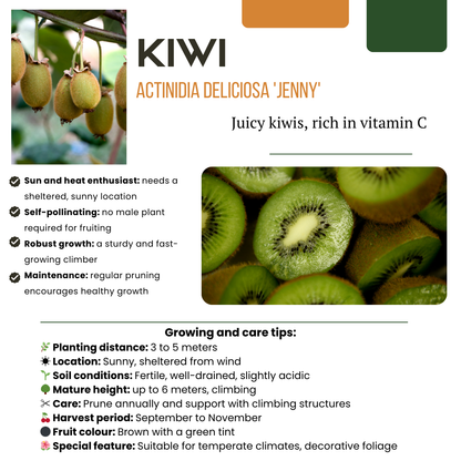 „Sommerfrüchte“ BIO Obstpflanzen-Mix – Set mit 4 verschiedenen Sorten