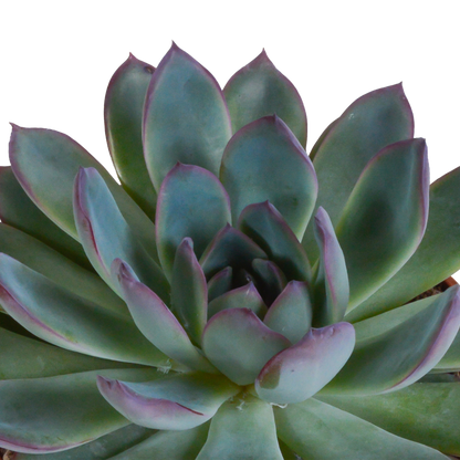 Echeveria-Mix 10,5 cm - 3x - in witte pot