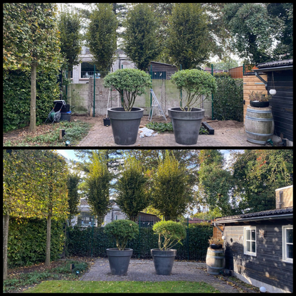 Hedera Hibernica - Efeu - Fertighecke - ↨150 cm