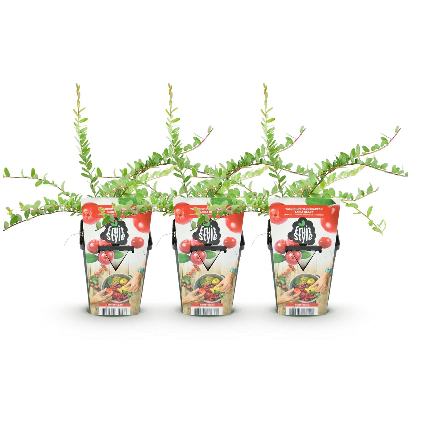 GreenboutiQ - Obstpflanzen - Blaubeere - Vaccinium macrophylla Early Black - Winterhart - 3 Pflanzen - Topf 9 cm - Dunkelrote Beere