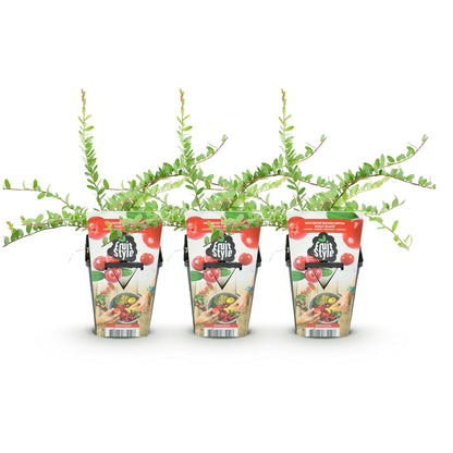 GreenboutiQ - Obstpflanzen - Blaubeere - Vaccinium macrophylla Early Black - Winterhart - 3 Pflanzen - Topf 9 cm - Dunkelrote Beere