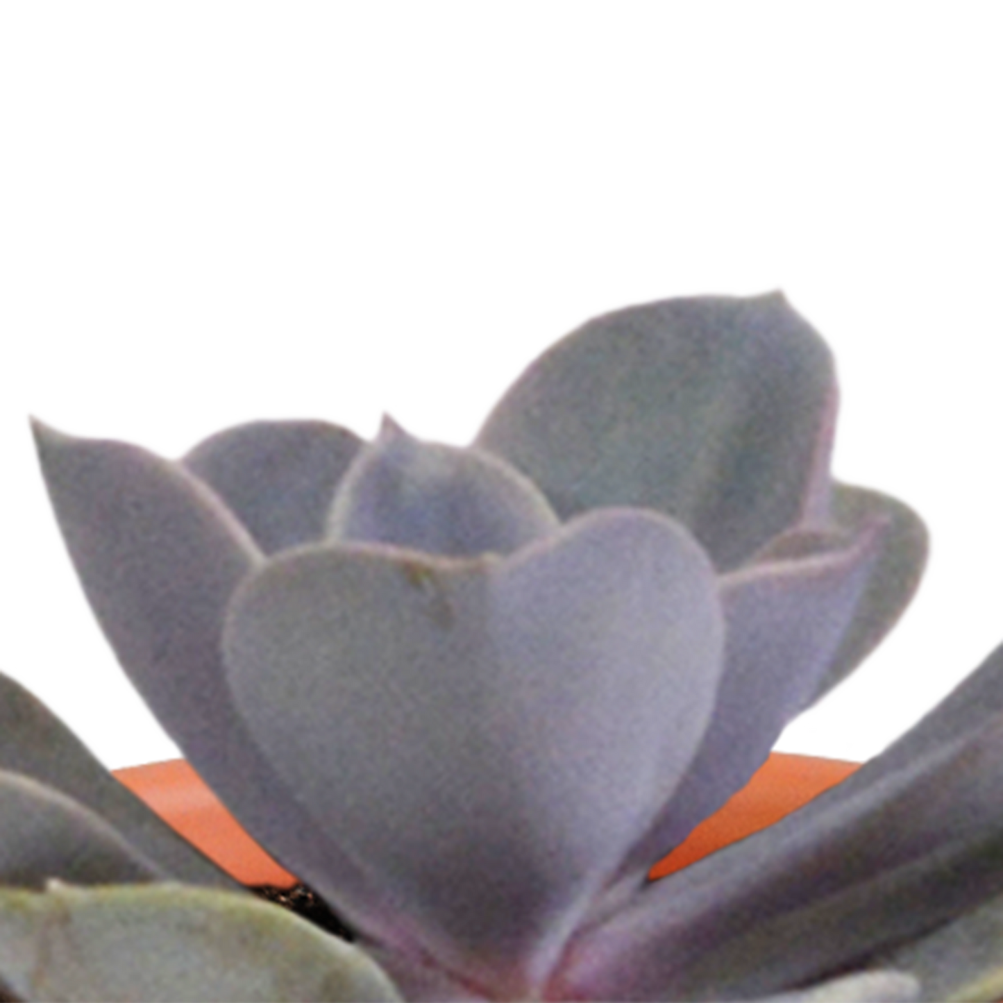 Cactus en vetplanten Mischung 5,5 cm | 15 stück - in terracotta pot